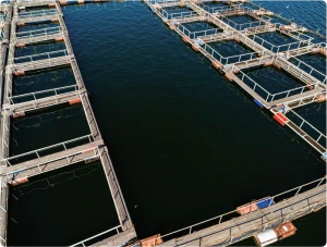 Budidaya Perikanan Korea