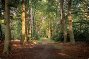 Sumber Daya Hutan Korea